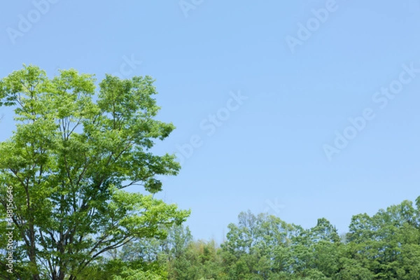 Fototapeta 新緑の森