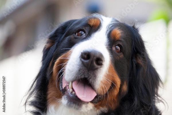Fototapeta バーニーズマウンテンドッグ