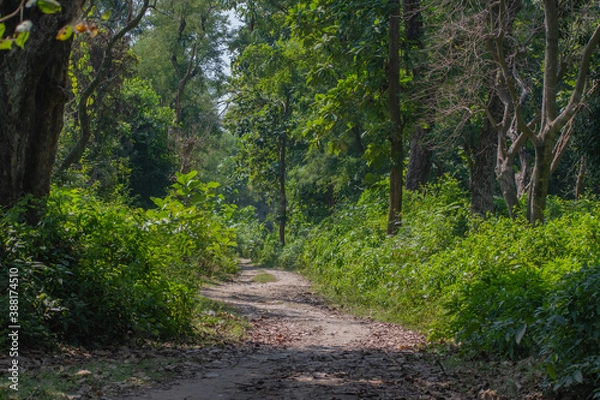 Fototapeta path in the forest