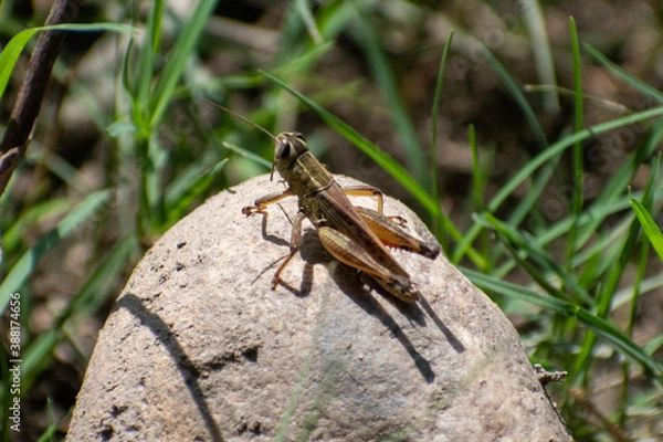 Fototapeta grasshopper on a stone 
