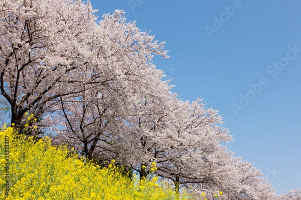 Fototapeta 桜並木と菜の花畑