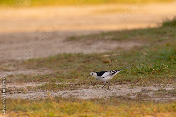 Obraz Pied Wagtail
