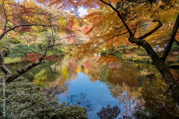 Fototapeta 成田山公園 紅葉