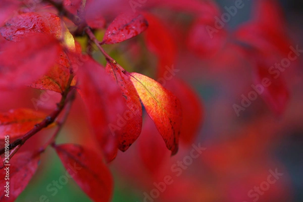 Obraz Autumn red blueberry leaves