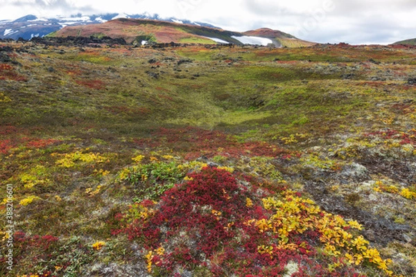 Fototapeta Kamchatka, colors of autumn tundra in the area of Gorely volcano