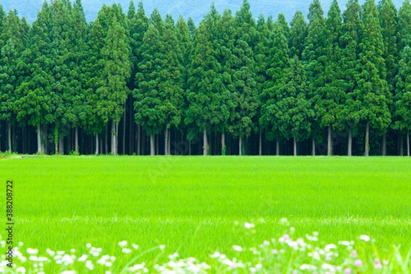 Fototapeta 白馬村の田園風景