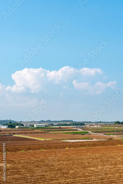 Fototapeta 長崎県諫早市　白木峰高原に咲く秋桜