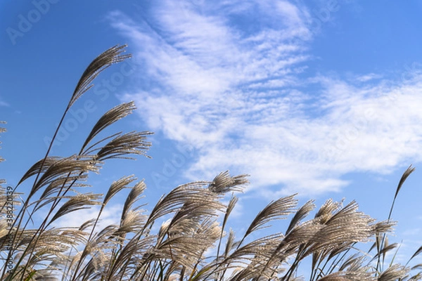 Fototapeta A silver grass field with a blue autumn sky