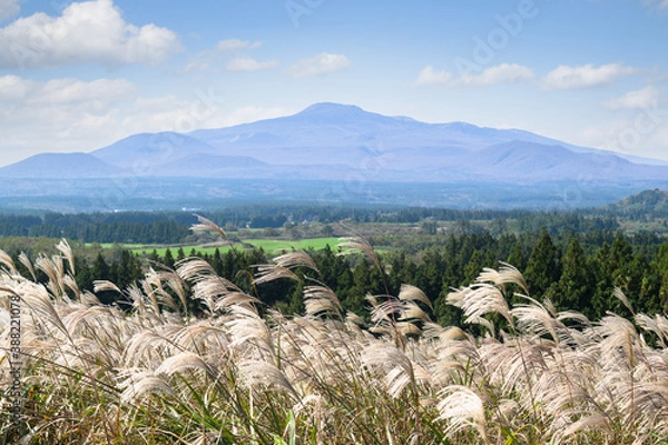 Fototapeta Jeju Island's autumn scenery with silver grass and Hallasan Mountain.