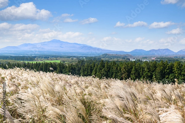 Fototapeta Jeju Island's autumn scenery with silver grass and Hallasan Mountain.