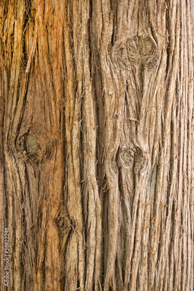 Fototapeta Фактура дерева