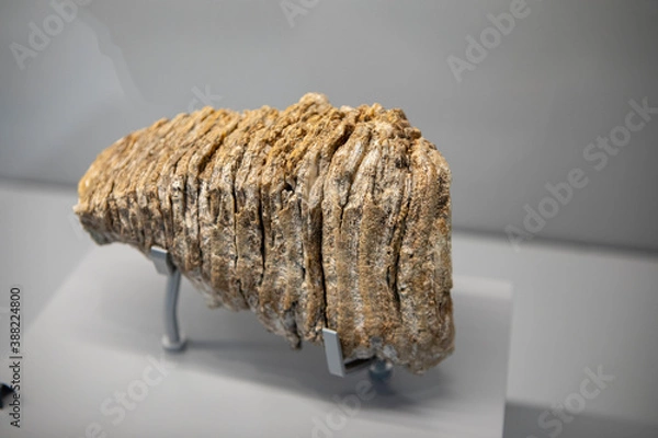 Obraz Dent de Mammouth
