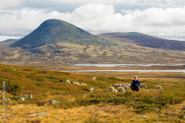 Fototapeta Gaethering sheeps in the mountains