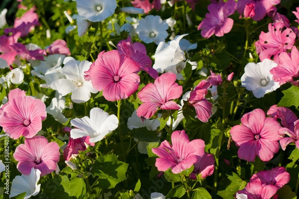 Obraz Pink Lavatera flower