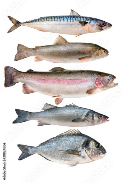 Obraz fish collection