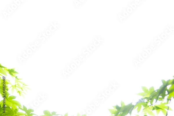 Fototapeta もみじ