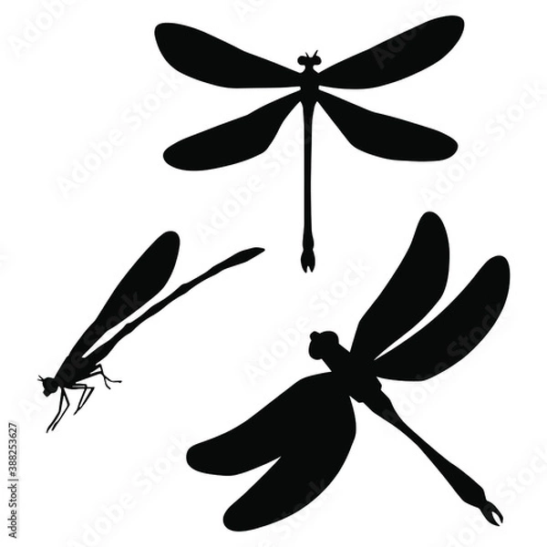 Obraz Hand drawn black vector silhouette set of dragonflies isolated on white background. Stock illustration of insects.