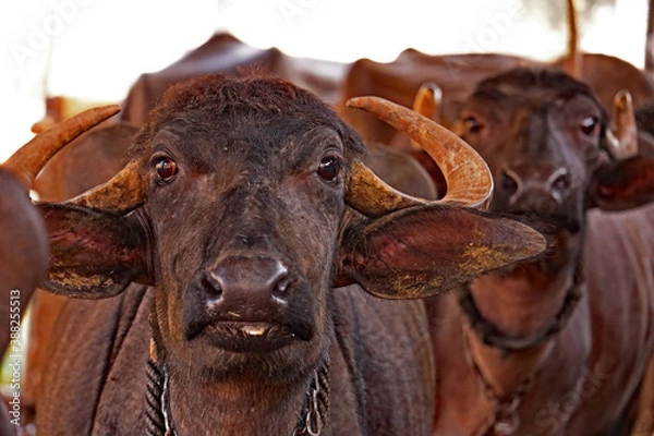 Fototapeta Indian Buffalo 