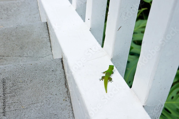 Obraz 緑の小さなトカゲ