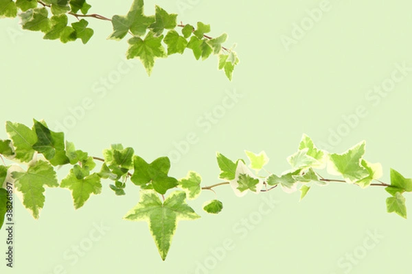 Fototapeta アイビー