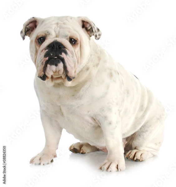 Obraz english bulldog