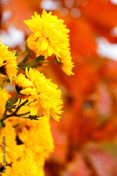 Fototapeta bouquet of yellow chrysanthemums on a background of red autumn leaves