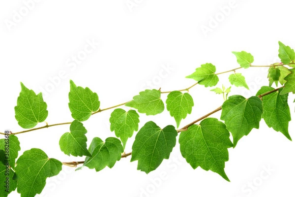 Fototapeta アイビー