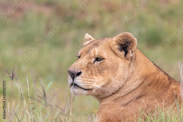 Obraz lioness in the grass
