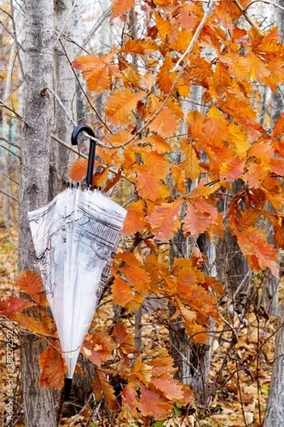 Fototapeta an umbrella hangs on the branches of an autumn tree