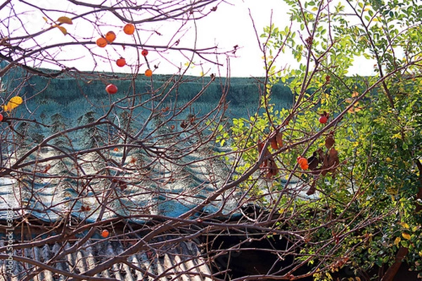 Fototapeta 지붕과 감나무