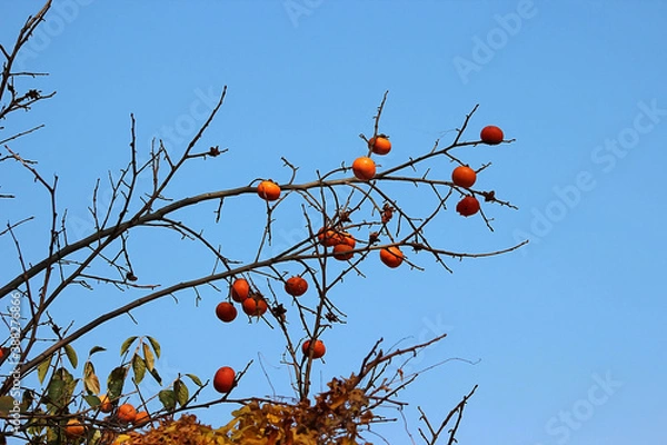 Fototapeta 감나무