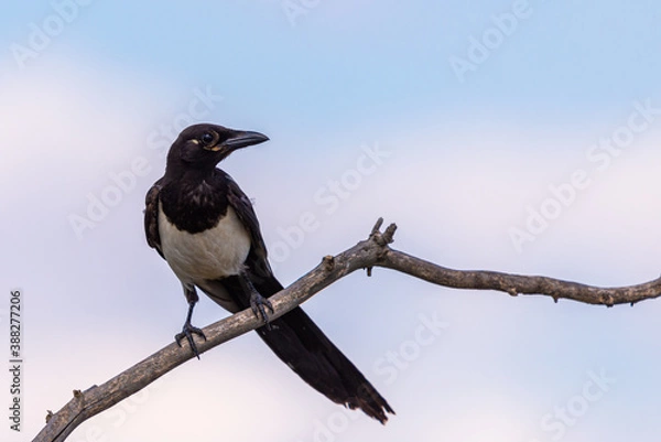 Obraz Magpie or pica pica perched on a tree branch on sky background