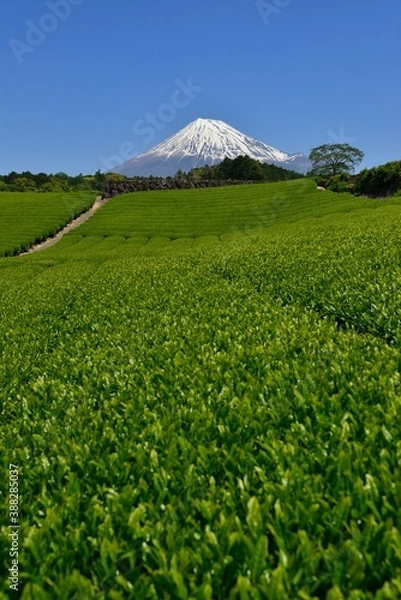 Fototapeta 静岡県 富士山と新緑の茶畑