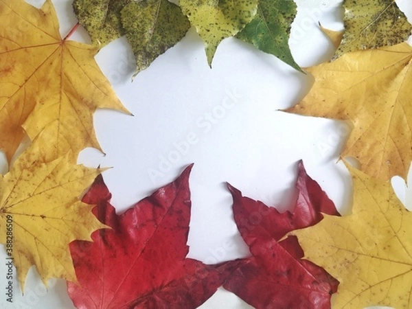 Obraz Frame autumn maple leaf