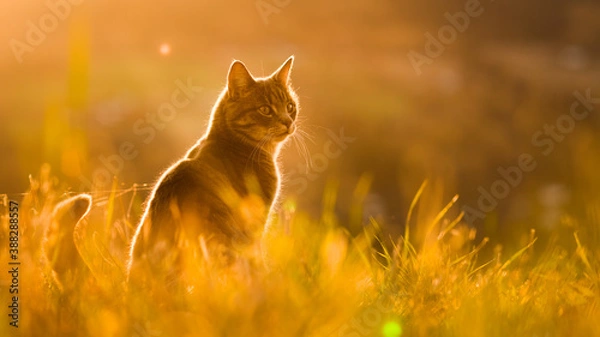 Obraz house cat on a field in sunset golden hour