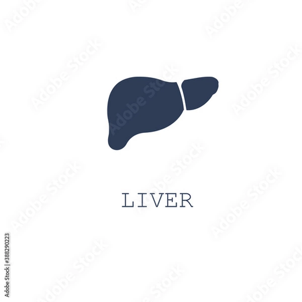 Fototapeta Liver icon on white background. Vector illustration in flat cartoon design. Design for webpage, banner, app, poster. Internal organs. 