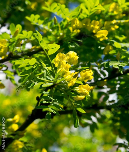 Obraz leaves in spring