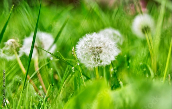 Obraz dandelion on grass