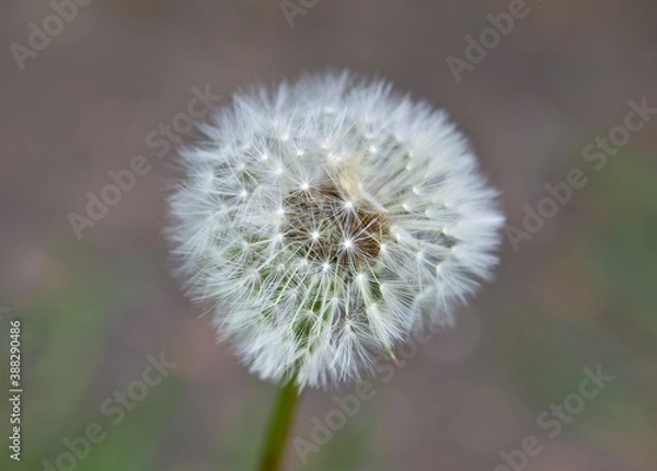 Obraz dandelion head