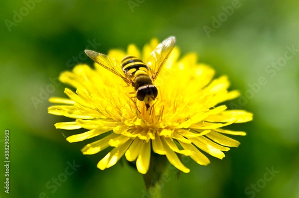 Obraz bee on flower