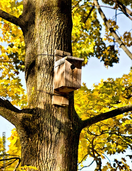 Obraz tree in the park