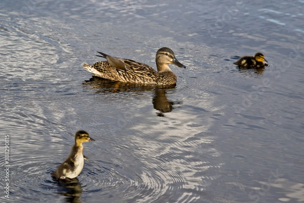 Obraz duck and ducklings