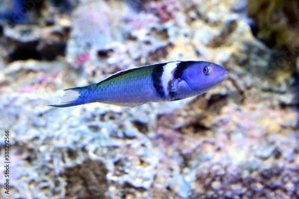 Obraz 水中を泳ぐブルーヘッドラス