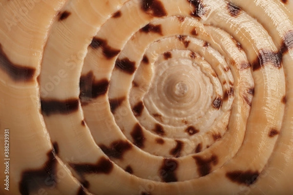 Fototapeta Abstract background, natural texture. Seashell close-up, small depth of field, selective focus.