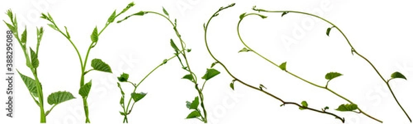 Fototapeta Vine plant, Ivy leaves collection isolated on white background, clipping path