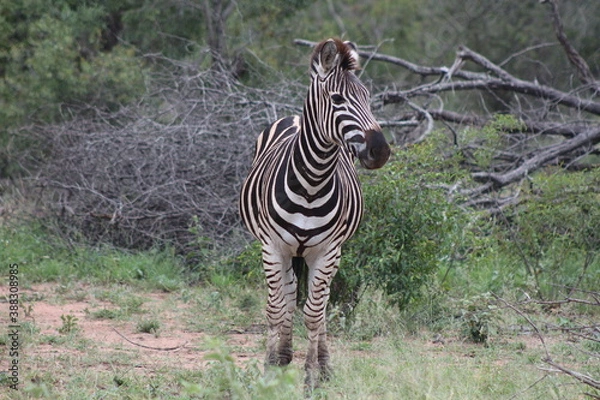 Fototapeta Zebra in the wild