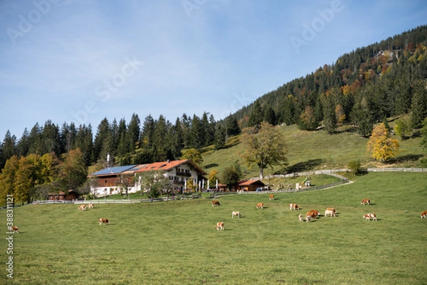 Obraz A mountain pasture surrounded by cows and green grass below a blue sky