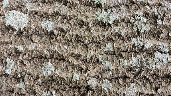 Obraz Wood, wood texture, wood photography, light brown, dark brown, bark.