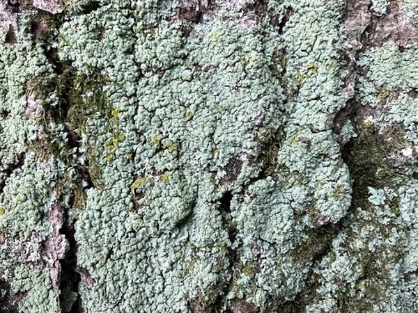 Obraz Wood, wood texture, wood photography, light brown, dark brown, bark.