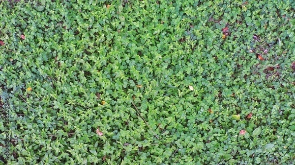 Obraz Foliage, leaf texture, green leaf carpet, leaves background, green leaf texture, foliage.